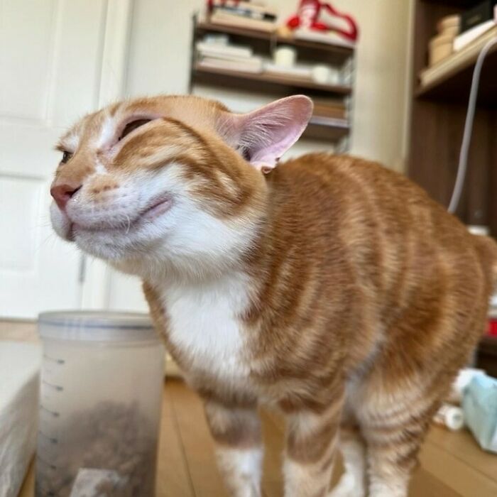 80 Purr-Fect Kitties Who Totally Deserve Their Own Catwalk And Comedy Show