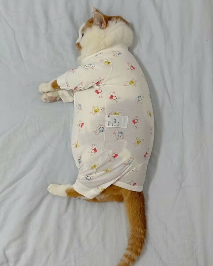 80 Purr-Fect Kitties Who Totally Deserve Their Own Catwalk And Comedy Show