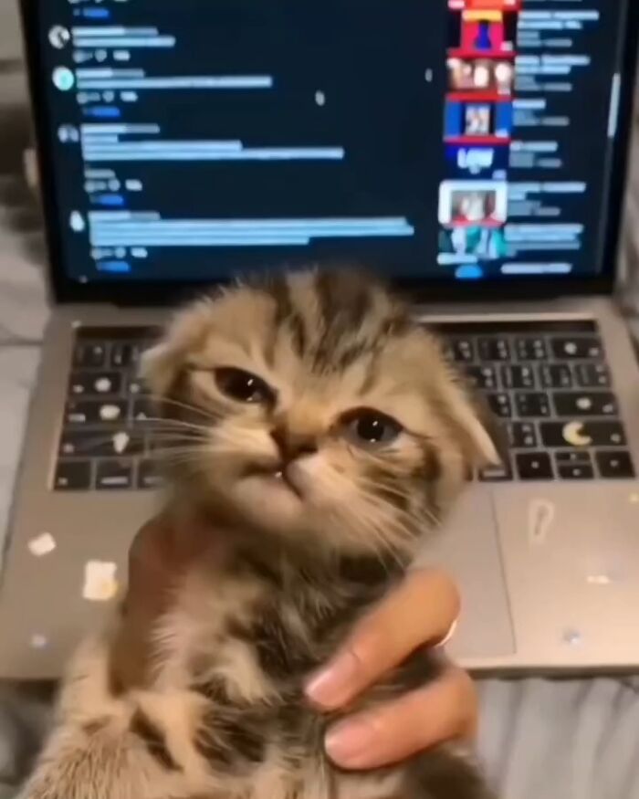 80 Purr-Fect Kitties Who Totally Deserve Their Own Catwalk And Comedy Show