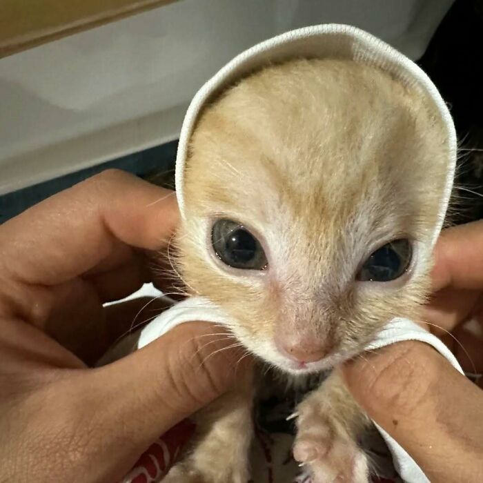 80 Purr-Fect Kitties Who Totally Deserve Their Own Catwalk And Comedy Show
