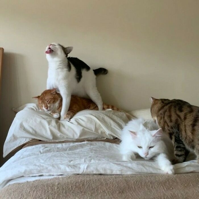 80 Purr-Fect Kitties Who Totally Deserve Their Own Catwalk And Comedy Show