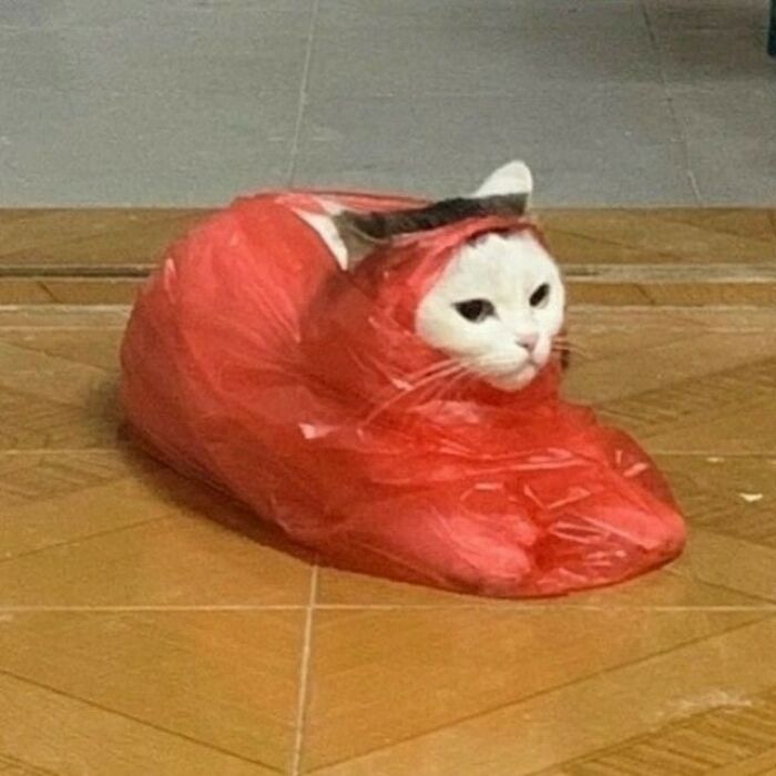80 Purr-Fect Kitties Who Totally Deserve Their Own Catwalk And Comedy Show