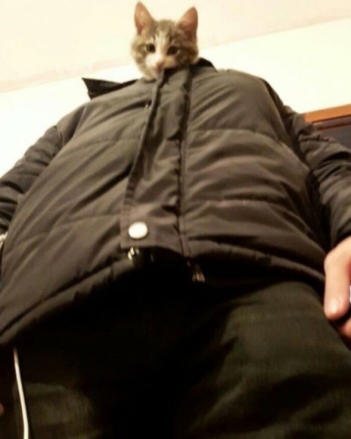 80 Purr-Fect Kitties Who Totally Deserve Their Own Catwalk And Comedy Show