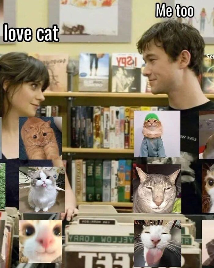 80 Purr-Fect Kitties Who Totally Deserve Their Own Catwalk And Comedy Show