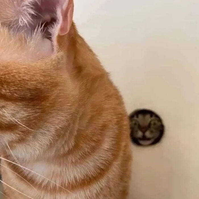 80 Purr-Fect Kitties Who Totally Deserve Their Own Catwalk And Comedy Show