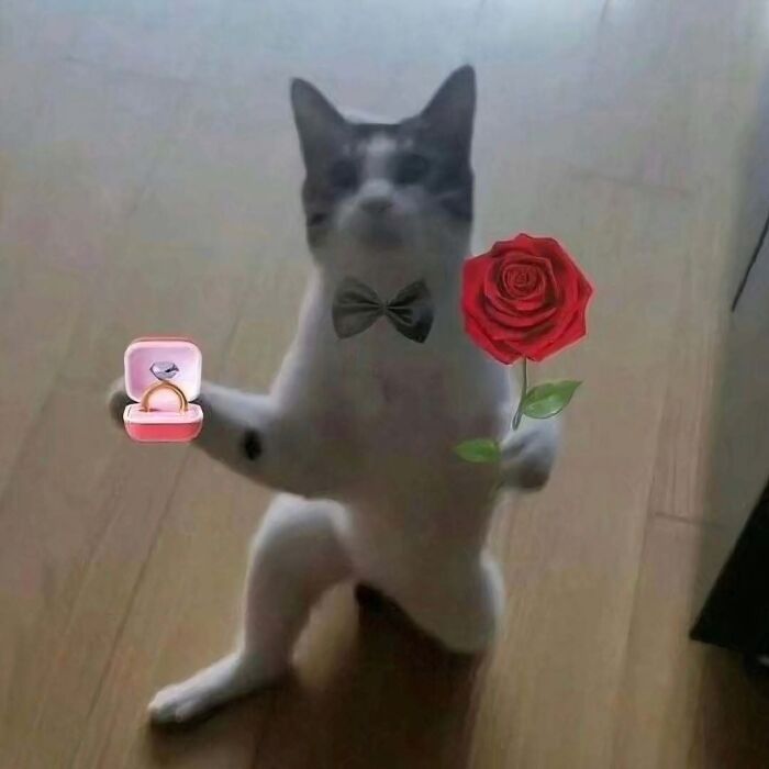 80 Purr-Fect Kitties Who Totally Deserve Their Own Catwalk And Comedy Show
