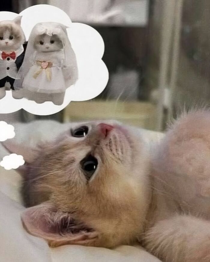 80 Purr-Fect Kitties Who Totally Deserve Their Own Catwalk And Comedy Show