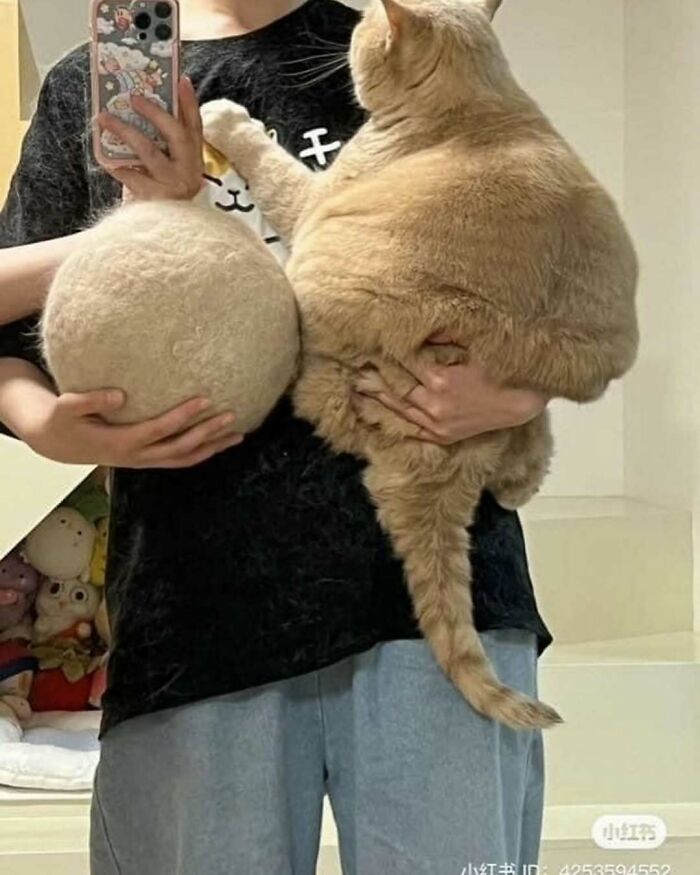80 Purr-Fect Kitties Who Totally Deserve Their Own Catwalk And Comedy Show