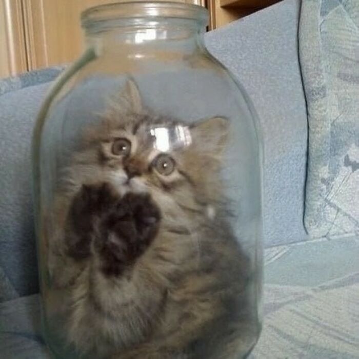 80 Purr-Fect Kitties Who Totally Deserve Their Own Catwalk And Comedy Show