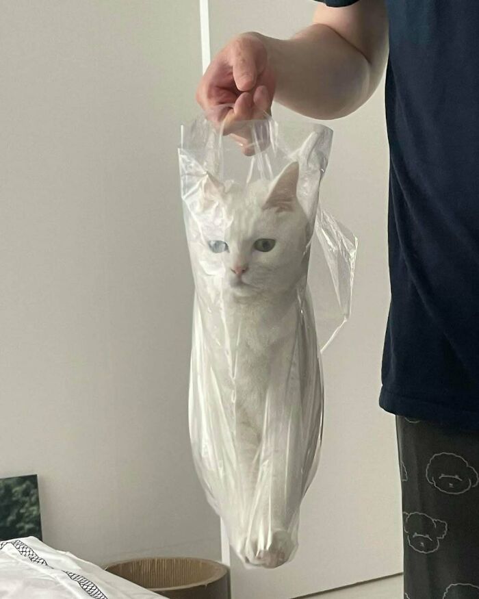 80 Purr-Fect Kitties Who Totally Deserve Their Own Catwalk And Comedy Show