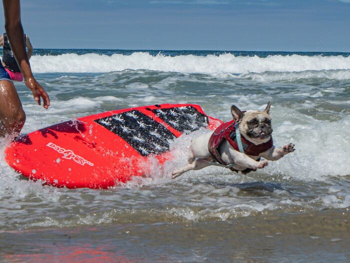23 Pups Who Totally Nailed The Waves At The 2025 Surf Dog Surf-A-Thon