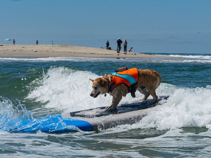 23 Pups Who Totally Nailed The Waves At The 2025 Surf Dog Surf-A-Thon