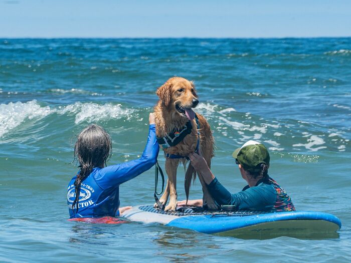 23 Pups Who Totally Nailed The Waves At The 2025 Surf Dog Surf-A-Thon