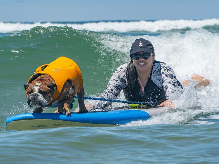 23 Pups Who Totally Nailed The Waves At The 2025 Surf Dog Surf-A-Thon