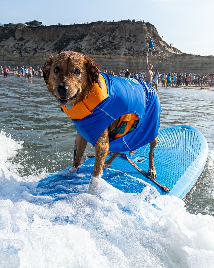 23 Pups Who Totally Nailed The Waves At The 2025 Surf Dog Surf-A-Thon