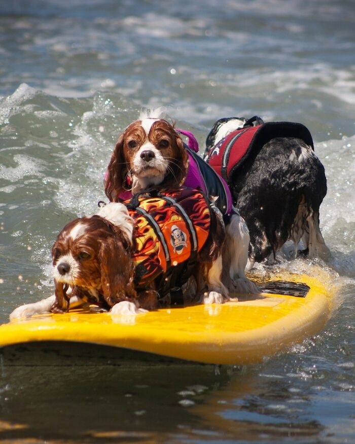 23 Pups Who Totally Nailed The Waves At The 2025 Surf Dog Surf-A-Thon