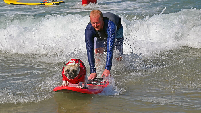 23 Pups Who Totally Nailed The Waves At The 2025 Surf Dog Surf-A-Thon