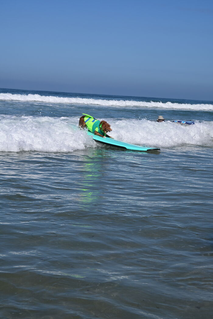 23 Pups Who Totally Nailed The Waves At The 2025 Surf Dog Surf-A-Thon