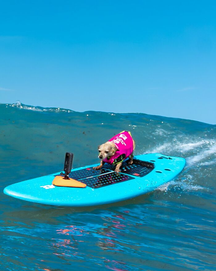 23 Pups Who Totally Nailed The Waves At The 2025 Surf Dog Surf-A-Thon