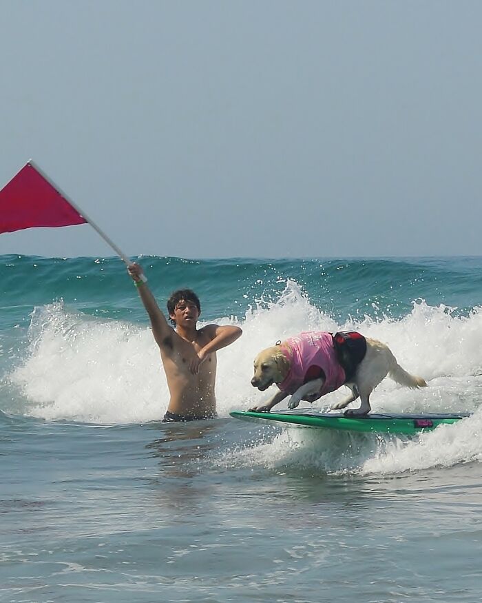 23 Pups Who Totally Nailed The Waves At The 2025 Surf Dog Surf-A-Thon
