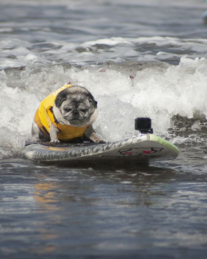 23 Pups Who Totally Nailed The Waves At The 2025 Surf Dog Surf-A-Thon