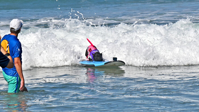 23 Pups Who Totally Nailed The Waves At The 2025 Surf Dog Surf-A-Thon