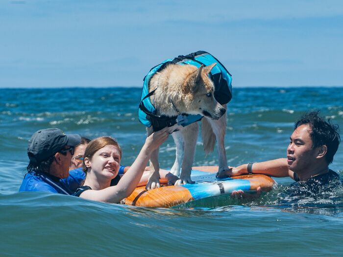 23 Pups Who Totally Nailed The Waves At The 2025 Surf Dog Surf-A-Thon