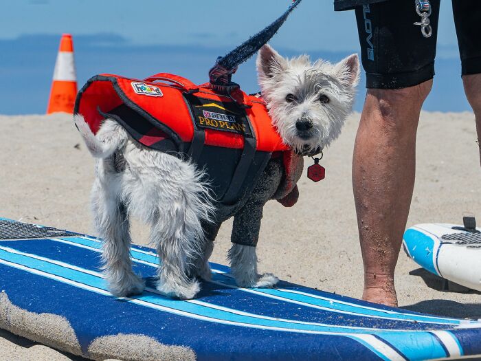 23 Pups Who Totally Nailed The Waves At The 2025 Surf Dog Surf-A-Thon