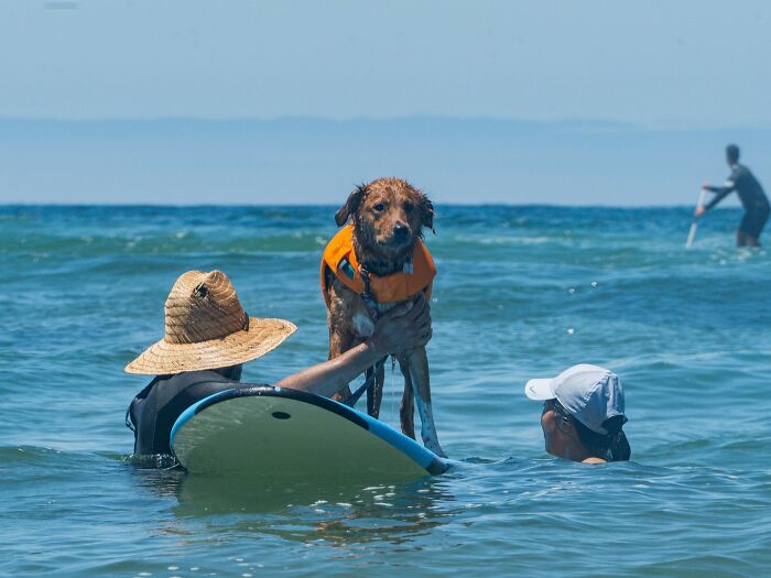 23 Pups Who Totally Nailed The Waves At The 2025 Surf Dog Surf-A-Thon