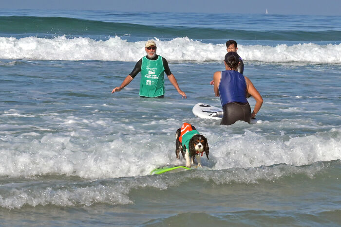 23 Pups Who Totally Nailed The Waves At The 2025 Surf Dog Surf-A-Thon