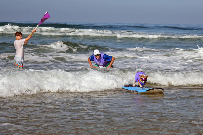 23 Pups Who Totally Nailed The Waves At The 2025 Surf Dog Surf-A-Thon