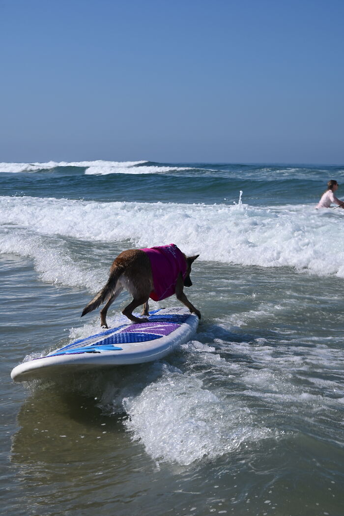 23 Pups Who Totally Nailed The Waves At The 2025 Surf Dog Surf-A-Thon