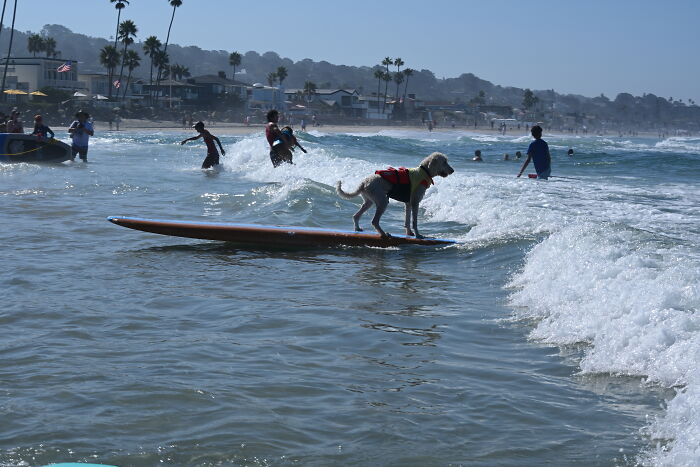 23 Pups Who Totally Nailed The Waves At The 2025 Surf Dog Surf-A-Thon