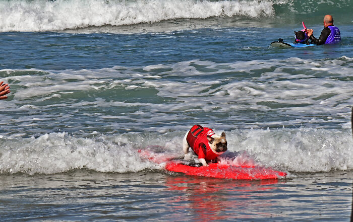 23 Pups Who Totally Nailed The Waves At The 2025 Surf Dog Surf-A-Thon