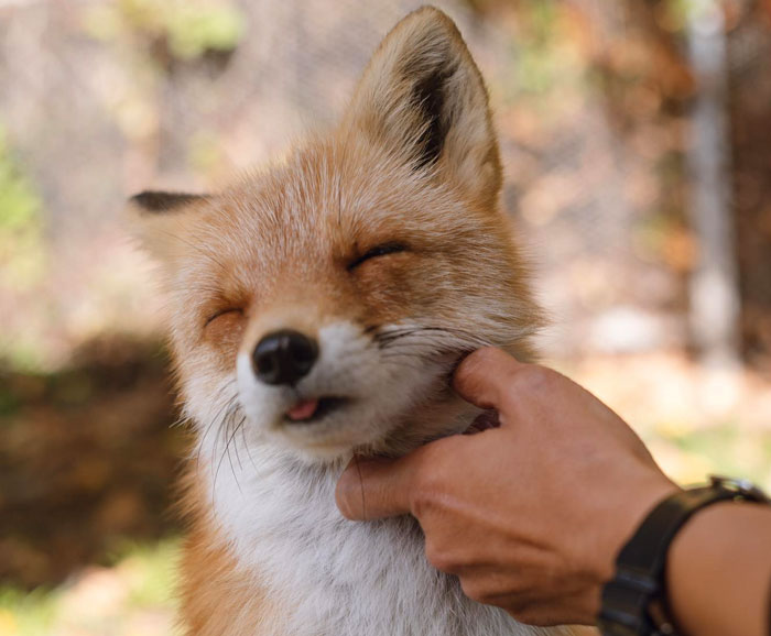 &#8220;He&#8217;s Clearly Bonkers&#8221;: Man Insists On Installing A Cat Flap, Wife Suspects It&#8217;s For His &#8220;Pet Fox&#8221;