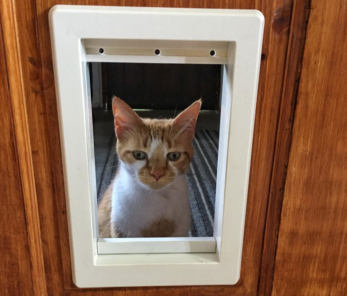 &#8220;He&#8217;s Clearly Bonkers&#8221;: Man Insists On Installing A Cat Flap, Wife Suspects It&#8217;s For His &#8220;Pet Fox&#8221;