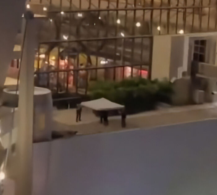 Disney Superfan Announced She Was Pregnant Months Before Ending Her Life At Theme Park Resort