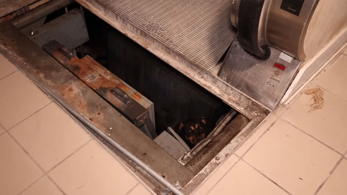 Influencers Exploring An Abandoned Mall Find A Dog Trapped Under An Escalator And Save The Day