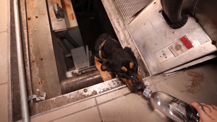 Influencers Exploring An Abandoned Mall Find A Dog Trapped Under An Escalator And Save The Day