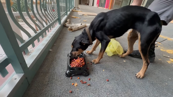 Influencers Exploring An Abandoned Mall Find A Dog Trapped Under An Escalator And Save The Day