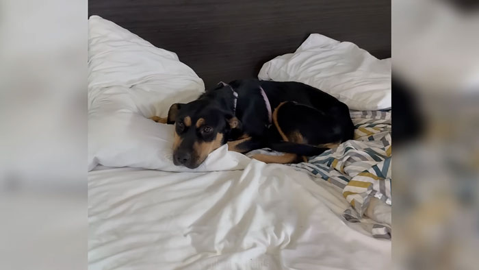Influencers Exploring An Abandoned Mall Find A Dog Trapped Under An Escalator And Save The Day