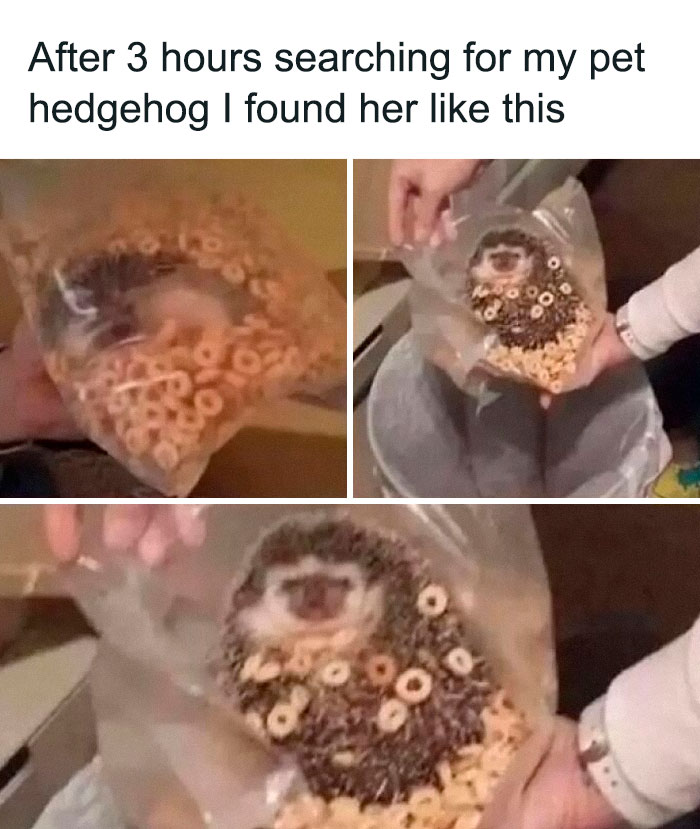 78 Hilarious Memes For Anyone Who Needs A Laugh Today