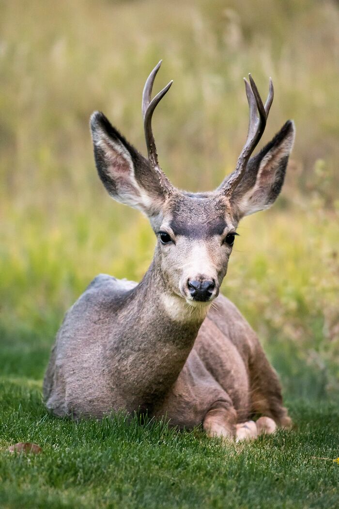 “Zombie Deer Disease” Detected Again In Southern State As Authorities Launch Emergency Response Plan