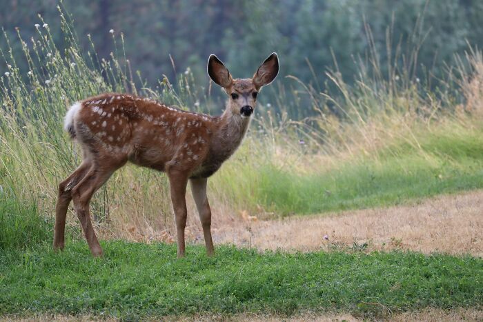 “Zombie Deer Disease” Detected Again In Southern State As Authorities Launch Emergency Response Plan