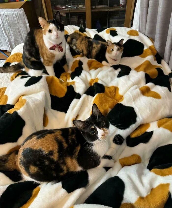 90 Times Cats Seamlessly Merged Into The Background