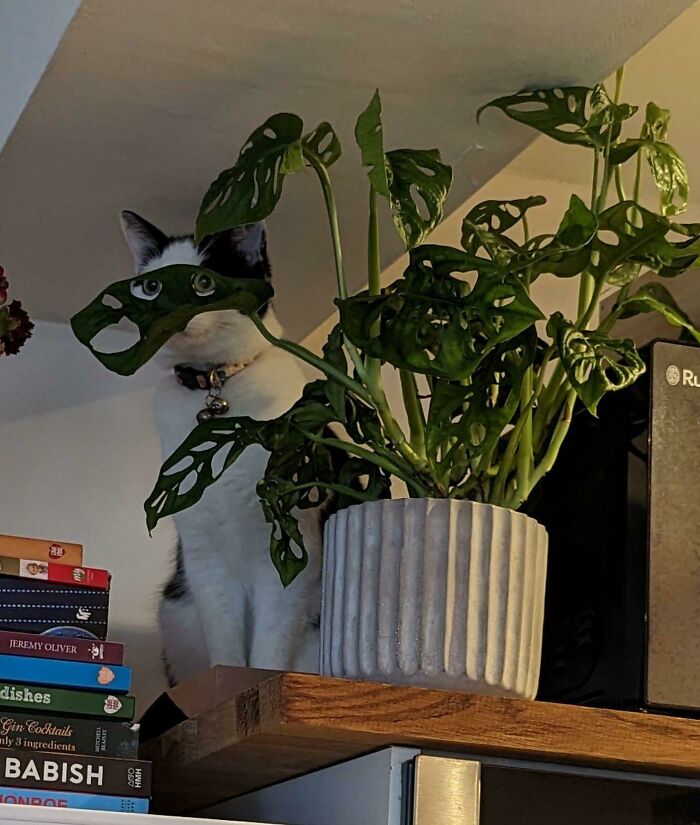90 Times Cats Seamlessly Merged Into The Background