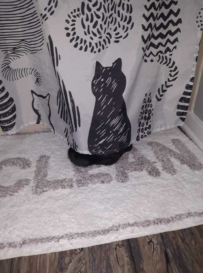 90 Times Cats Seamlessly Merged Into The Background