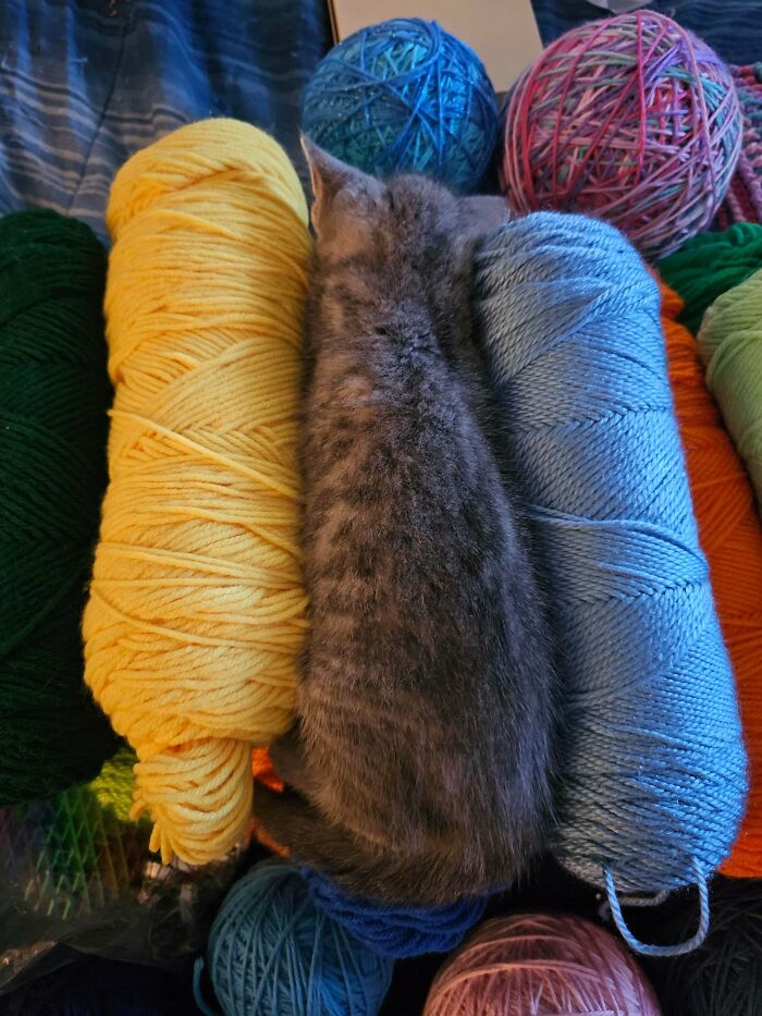 90 Times Cats Seamlessly Merged Into The Background