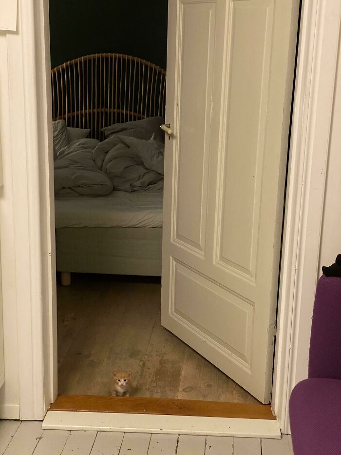 90 Times Cats Seamlessly Merged Into The Background