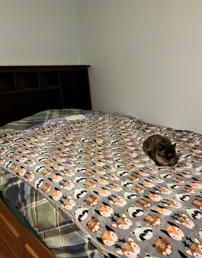 90 Times Cats Seamlessly Merged Into The Background